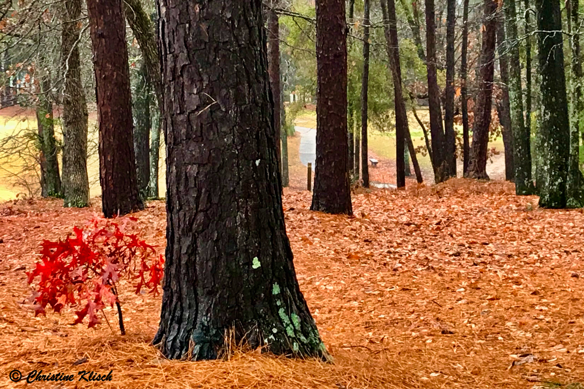 Woodside, Aiken, SC - Fall 2018